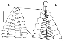 Kamptosoma asterias (ambulacral plates)