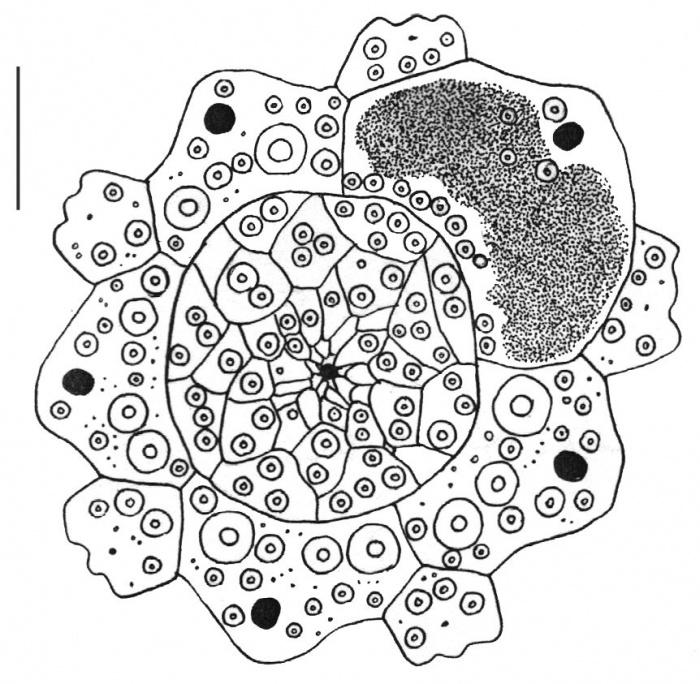 Loxechinus albus (apical system)