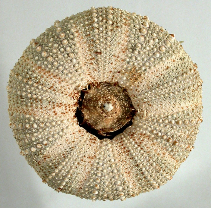 Loxechinus albus (test, oral) Loxechinus albus (test, oral)