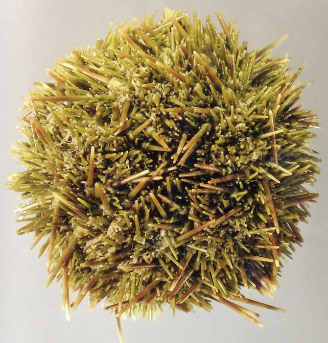 Loxechinus albus (aboral) Loxechinus albus (aboral)