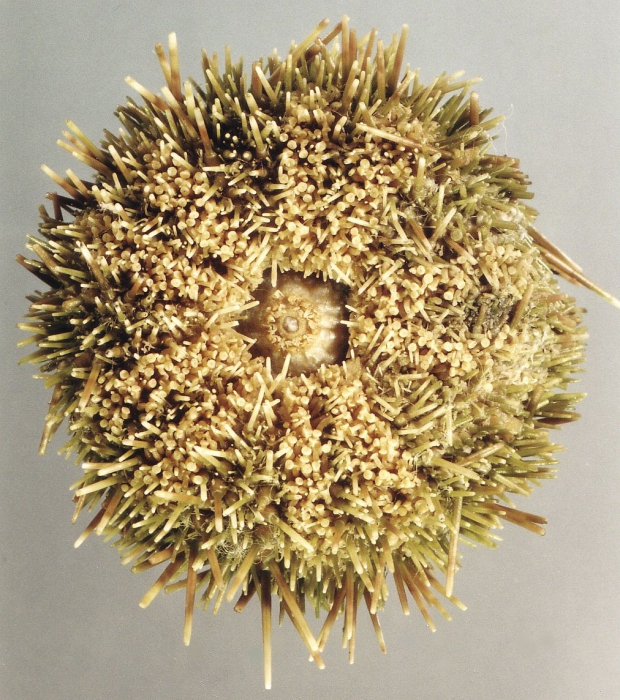 Loxechinus albus (oral) Loxechinus albus (oral)