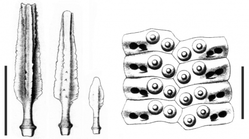 Notocidaris gaussensis (spines + ambulacral plates)