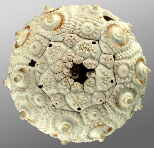 Notocidaris gaussensis (lateral)