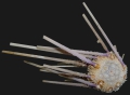 Echinodermata (echinoderms)