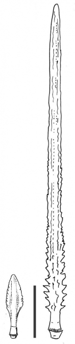 Notocidaris lanceolata (primary spines)