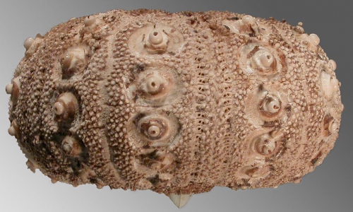 Notocidaris mortenseni (lateral)