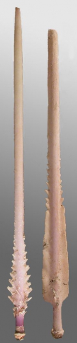Notocidaris mortenseni (primary spines)