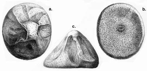 Pilematechinus vesica (Challenger Expedition)