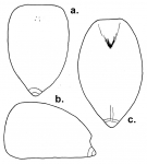 Pourtalesia aurorae (test, schematic)
