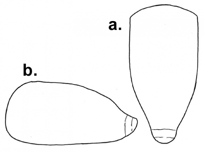 Pourtalesia debilis (test, schematic)