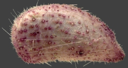 Pourtalesia hispida (lateral)