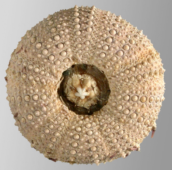 Pseudechinus magellanicus (oral) Pseudechinus magellanicus (oral)
