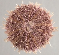 Echinodermata (echinoderms)