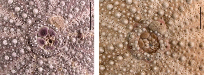 Pseudechinus magellanicus (apical system) Pseudechinus magellanicus (apical system)
