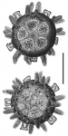 Rhynchocidaris triplopora (embryo)