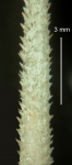 Rhynchocidaris triplopora (primary spine)