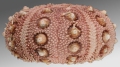 Echinodermata (echinoderms)