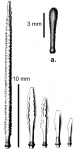 Rhynchocidaris triplopora (spines)