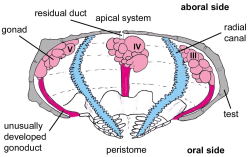 Rhynchocidaris triplopora (schematic cross section)