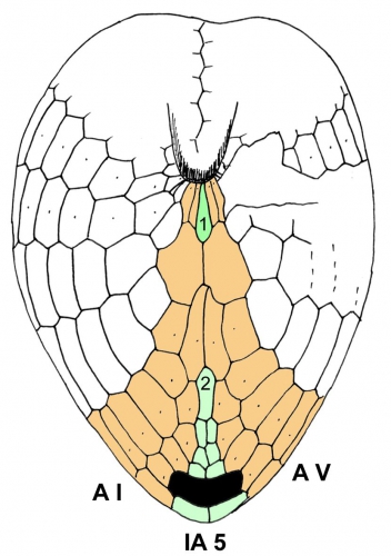 Spatagocystis challengeri (oral plating)