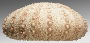 Sterechinus agassizi (lateral)