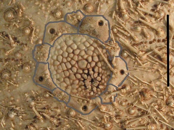 Sterechinus antarcticus (apical system)