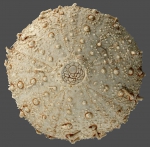 Sterechinus dentifer (aboral)
