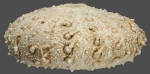 Sterechinus dentifer (lateral)