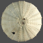 Sterechinus diadema (aboral)