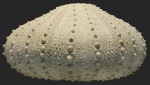 Sterechinus diadema (lateral)