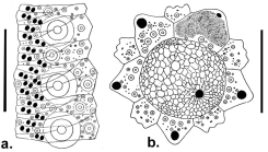 Sterechinus neumayeri (ambulacral plates + apical system)