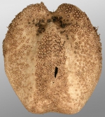 Tripylaster philippii (oral)