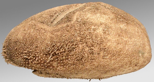 Tripylaster philippii (lateral)