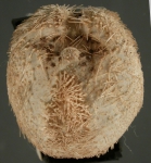 Tripylaster philippii (oral)