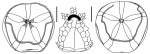 Tripylus abatoides (aboral + oral plating)