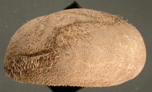 Tripylus abatoides (lateral)