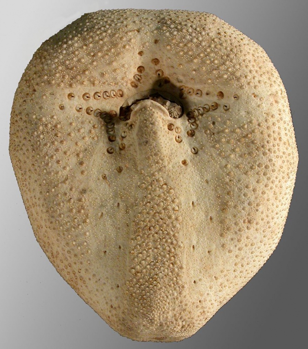 Tripylus cordatus (oral)
