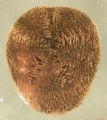 Echinodermata (echinoderms)