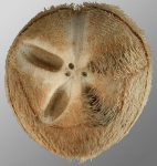Tripylus excavatus (aboral)