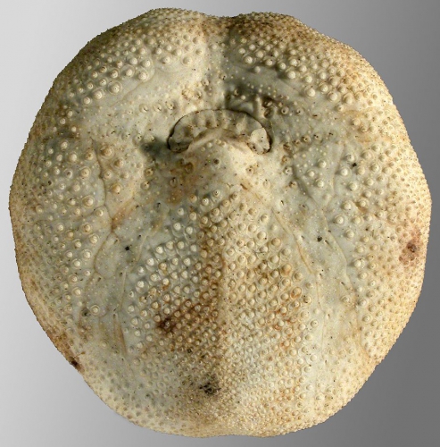 Tripylus excavatus (oral)