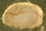 Tripylus excavatus (side)