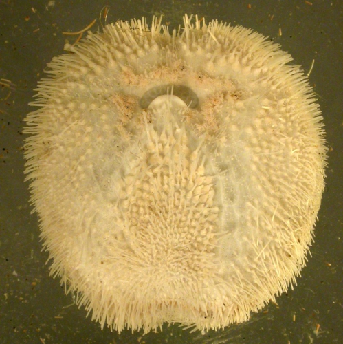 Tripylus excavatus (oral)