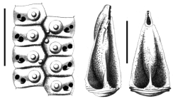 Aporocidaris antarctica (ambulacral plates + pedicellariae)