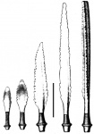 Aporocidaris antarctica (primary spines)