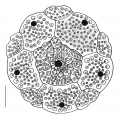 Phyllacanthus imperialis (apical plates)