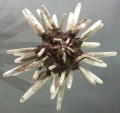 Echinodermata (echinoderms)