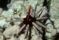 Echinodermata (echinoderms)