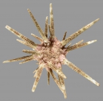Prionocidaris pistillaris (juvenile, aboral)