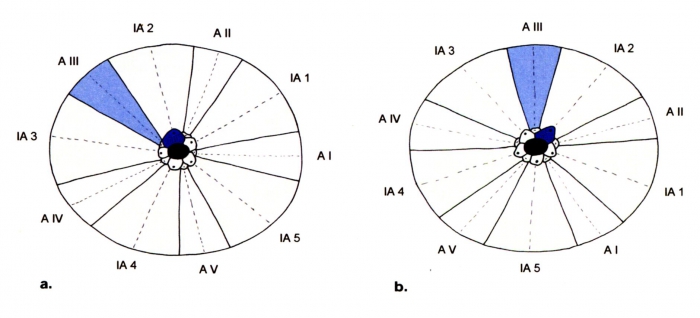 Echinometridae (diagrammatic scheme of ambulacra and interambulacra) Echinometridae (diagrammatic scheme of ambulacra and interambulacra)