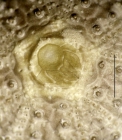 Temnopleurus reevesii (apical system, close-up)